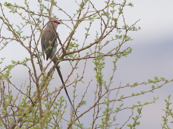 <h3><a href="/trips/tanzania/biota/animalia/chordata/aves/034 coliiformes/001 coliidae/urocolius macrourus/urocolius macrourus-nl.html">Urocolius&nbsp;macrourus</a> / Blue‑naped&nbsp;mousebird / Blauwnekmuisvogel</h3>OM-1 Mark II met OLYMPUS M.150-400mm F4.5 TC, 1/2000 sec  bij F5.6, ISO 1000, afstand 23.3&nbsp;m